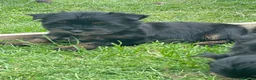Yorkshire Terrier dogs for sale: York Terrier ,Black Tan - Advert 23