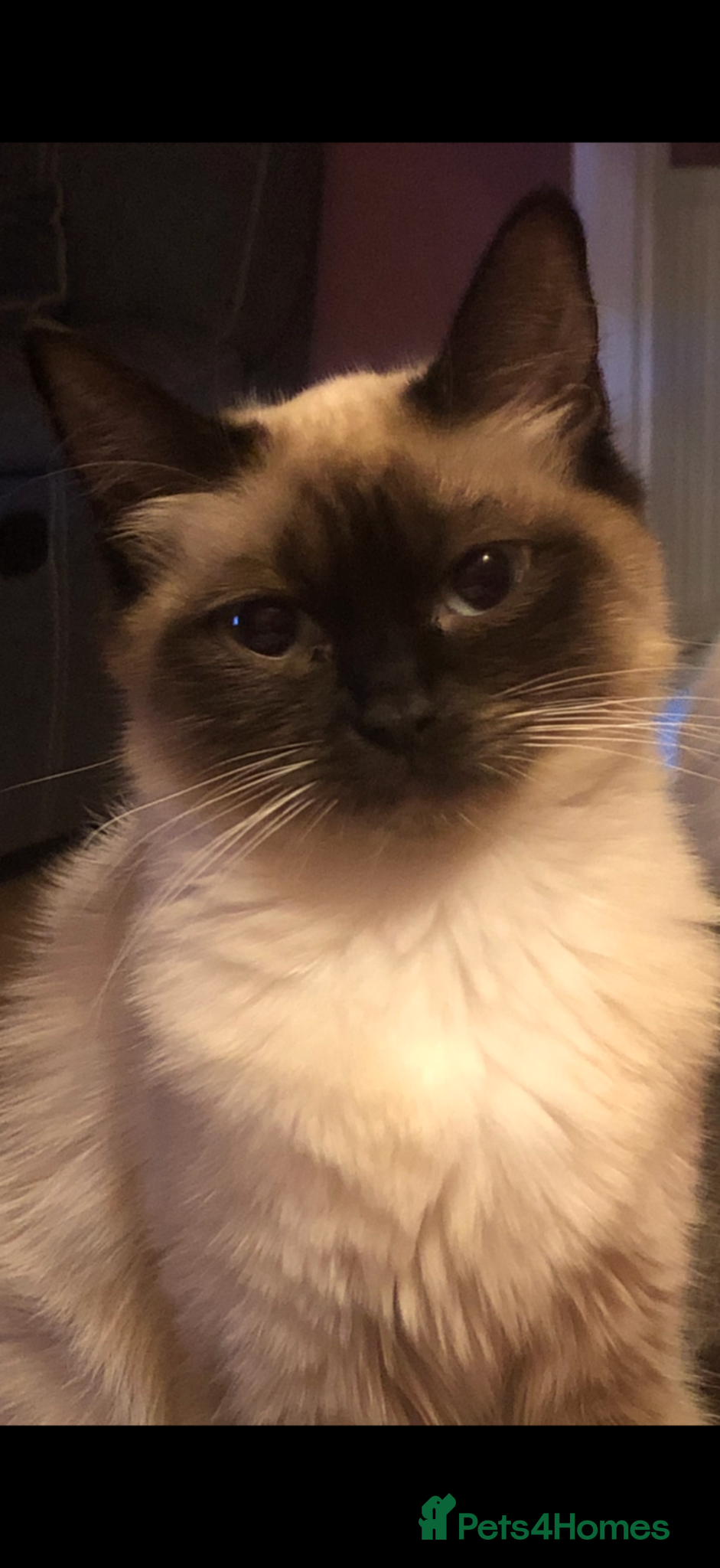 Ragdoll cats 2x Ragdolls and 1 Russian blue for sale  - Advert 8