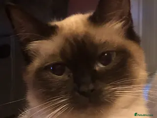 Ragdoll cats 2x Ragdolls and 1 Russian blue for sale - Advert 2