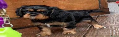 Cavalier King Charles Spaniel 5