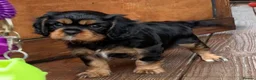 Cavalier King Charles Spaniel dogs for sale: Affectionate Cavalier King Charles Spaniel Puppies in Bolton - Advert 6