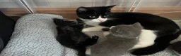 Mixed Breed cats for sale: 3 girl kittens for sale  - Advert 7