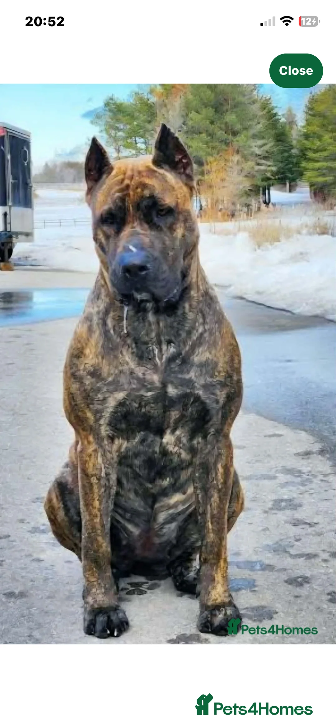 Mixed Breed dogs for sale: Angel the cane x canario  - Advert 4