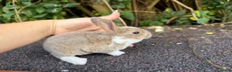 Rex rabbits for sale: 3 x stunning mini rex babies for reserve  - Advert 2