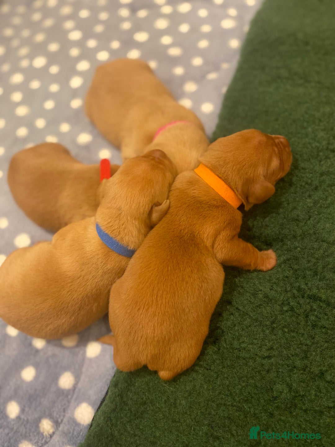 Labrador Retriever dogs for sale: KC Registered Fox Red Labs, Exceptionally Bred - Advert 3