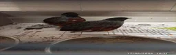 Quail poultry for sale: 2 x male button quail  - Advert 3