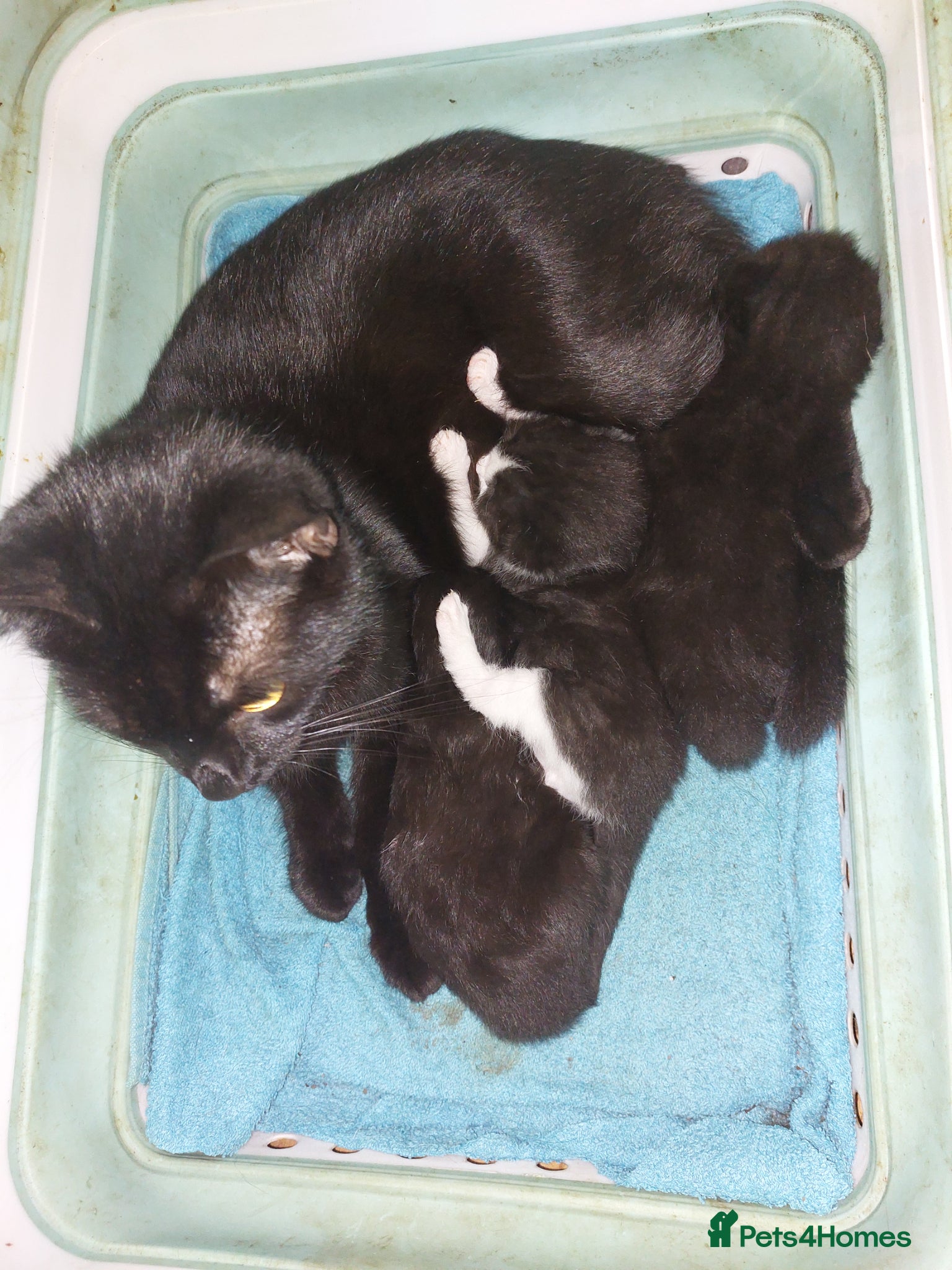 Mixed Breed cats 2 beautiful boys - Advert 1