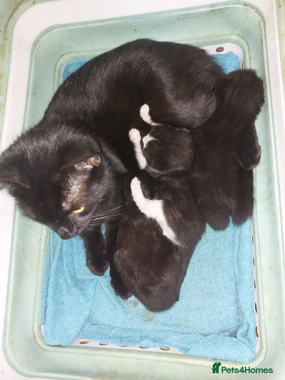 Mixed Breed cats for sale: 2 beautiful boys - Advert 1