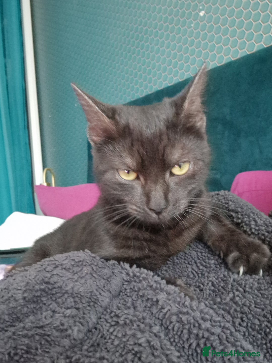 Domestic Shorthair cats for sale: 10 month old female brown black tabby  in London - Image 3