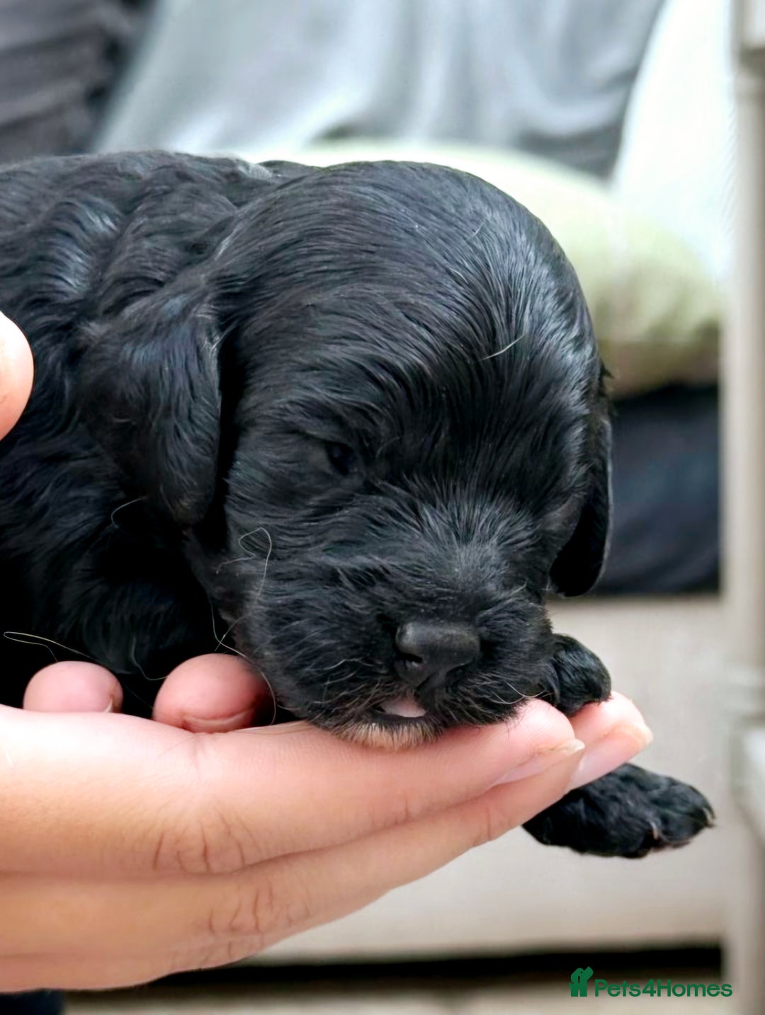 Cavapoo dogs for sale: Top quality cavapoo pups health test KCreg parents - Image 13