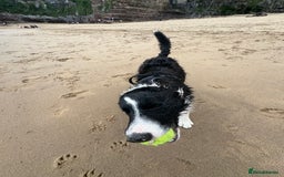 Border Collie dogs for sale: Meet Enzo - Image 14