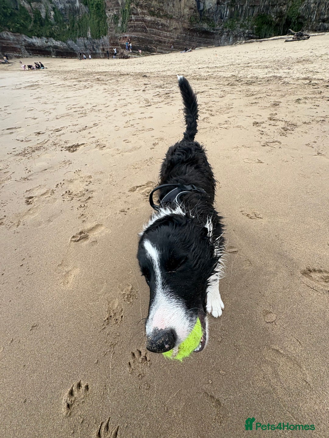 Border Collie dogs for sale: Meet Enzo - Image 14