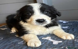 Border Collie dogs for sale: Stunning Border Collie Puppies - Image 9