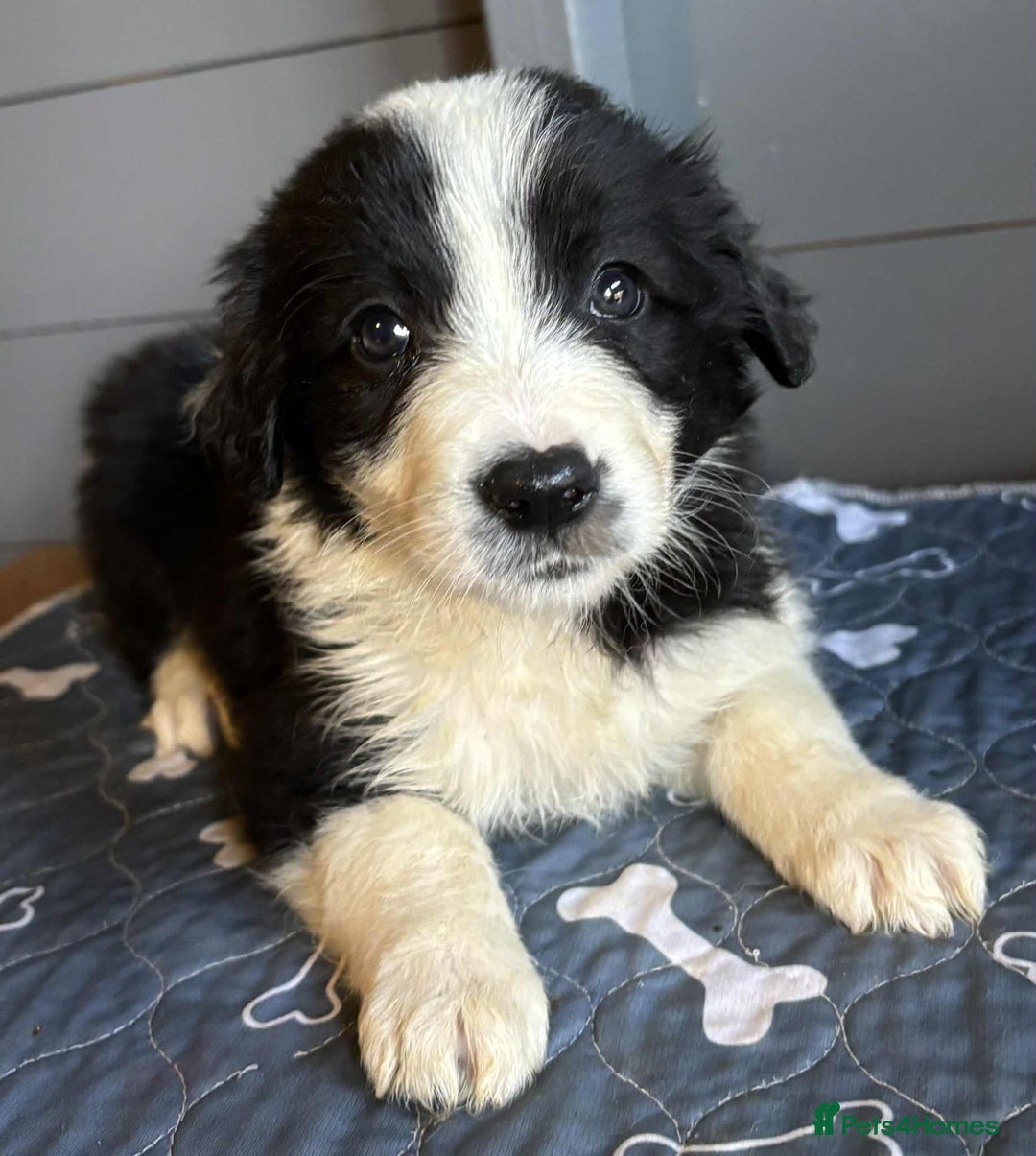 Border Collie dogs for sale: Stunning Border Collie Puppies - Image 9