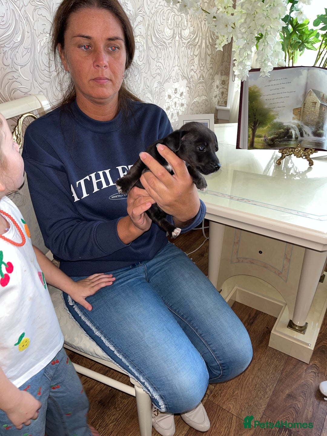 Jack Russell dogs for sale: Puppy looking for their new home  - Image 5