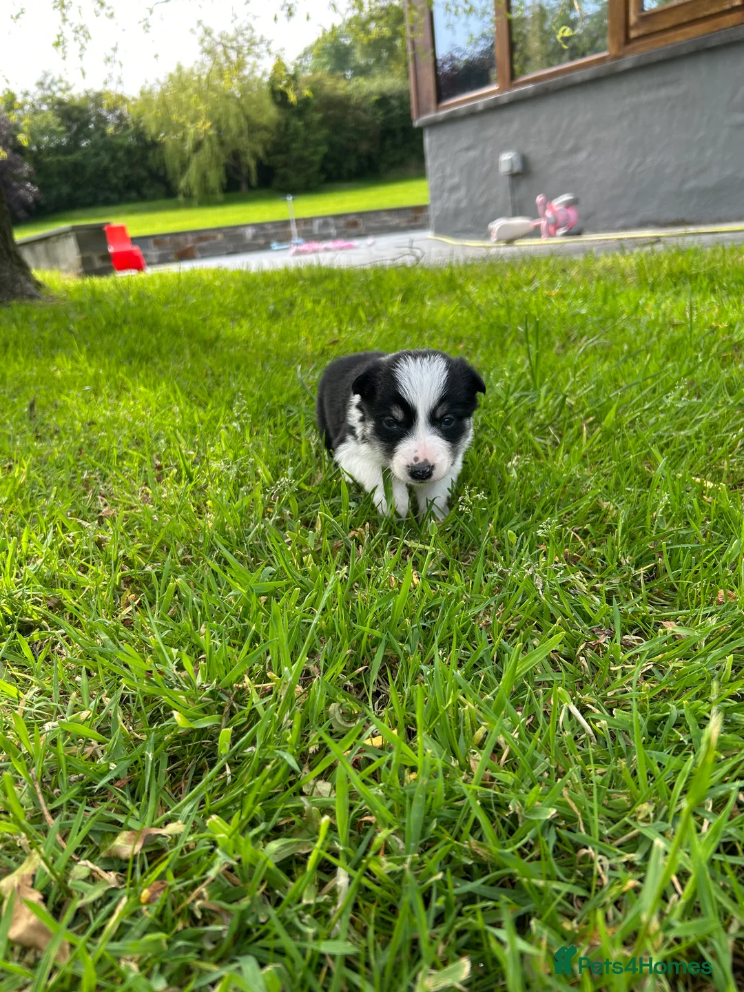 Border Collie dogs for sale: Adorable Border Collie puppies  - Advert 36