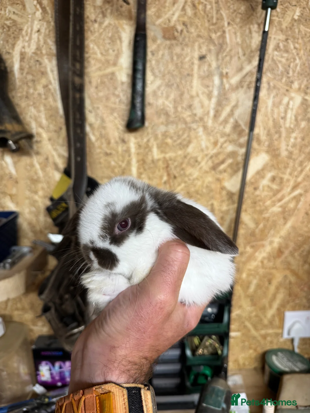 Mini Lop rabbits for sale: Mini Lop in Folkestone - Advert 4