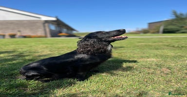 Cocker Spaniel dogs - Advert 14