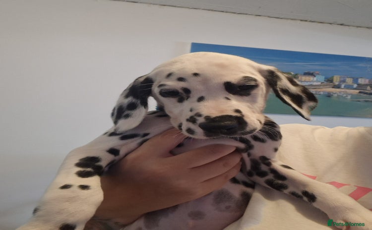 Dalmatian dogs in Ferndale - Advert 1
