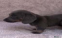 Dachshund dogs for sale: ❤️ Dachshund puppies ❤️ - Image 5