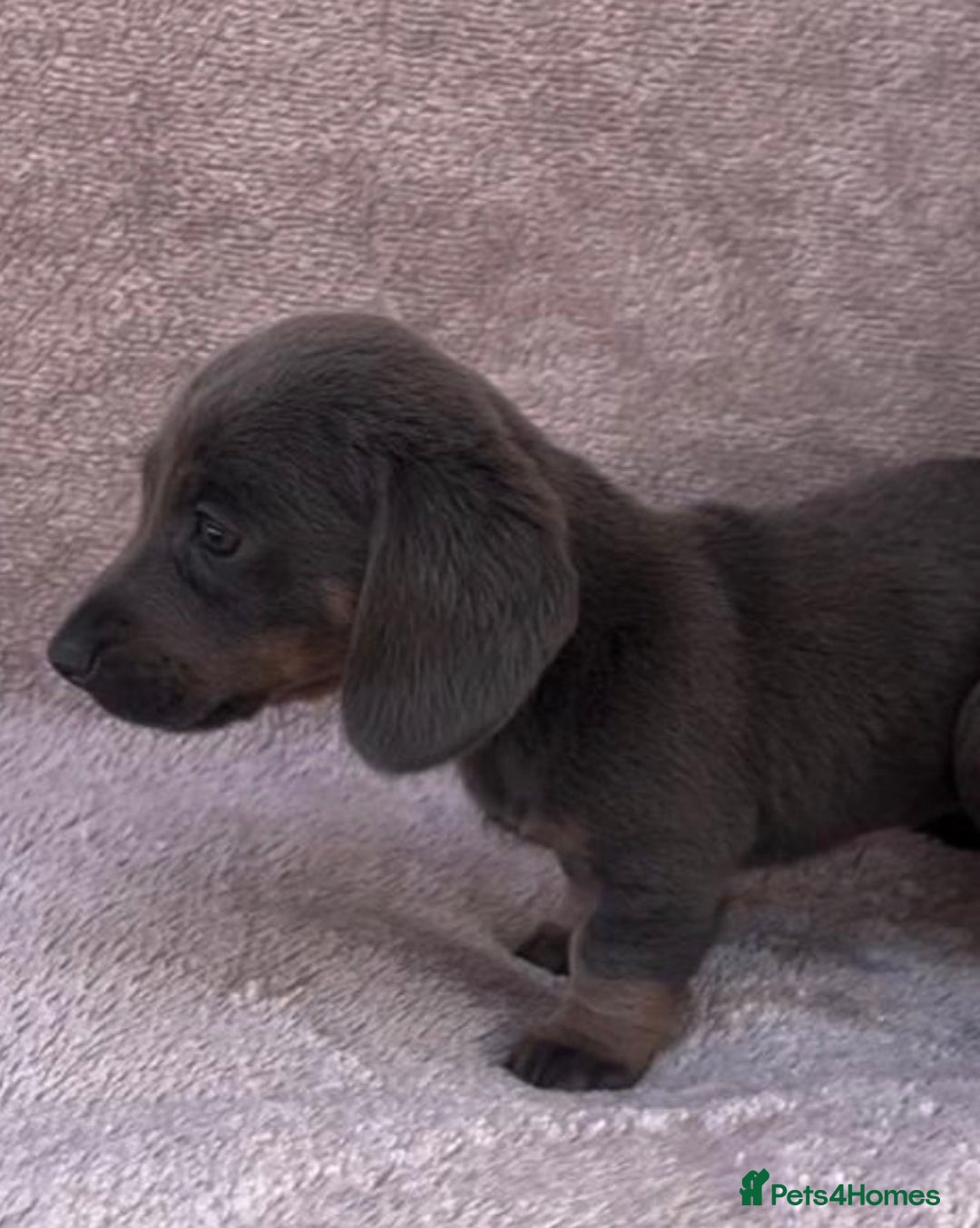 Dachshund dogs for sale: ❤️ Dachshund puppies ❤️ - Image 5
