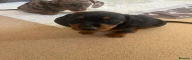 Miniature Dachshund Puppy 2
