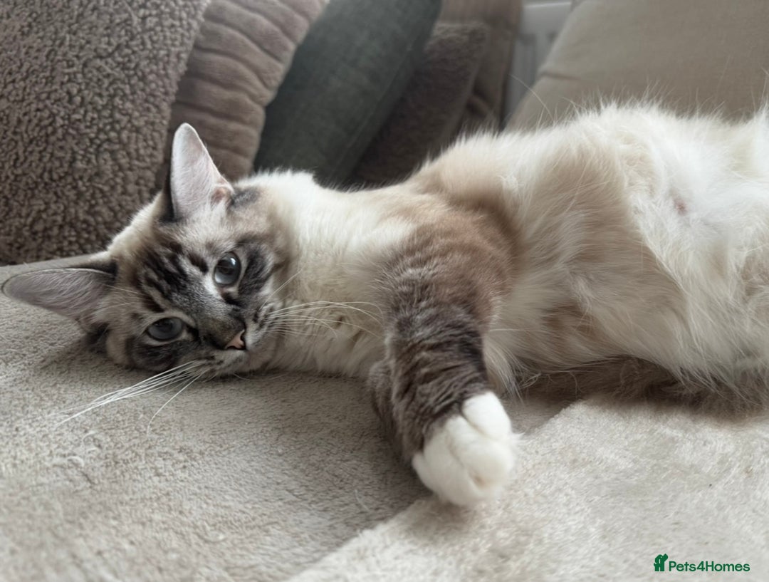 Ragcoon cats for sale: Gorgeous Mainecoon x Ragdoll kittens  - Image 18