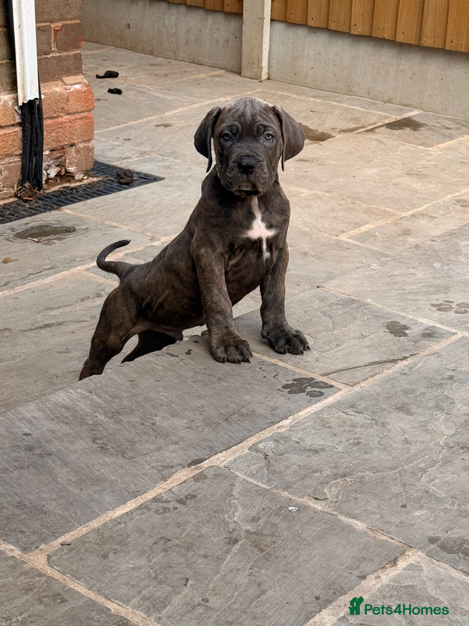 Cane Corso dogs Exceptional Cane Corso Puppies – Elite Bloodlines - Advert 2