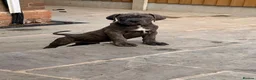 Cane Corso dogs for sale: Brutus(X-Man) World Winner line Cane Corso Puppies - Advert 8