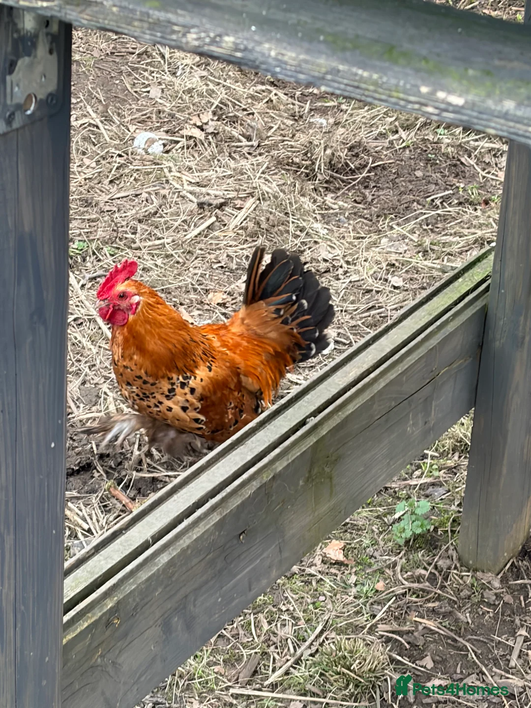 Chickens poultry for sale: Silkie / Bantam Cockerel 🐓  in Glossop - Advert 1