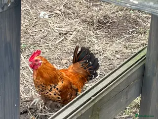 Chickens poultry Silkie / Bantam Cockerel 🐓 - Advert 1