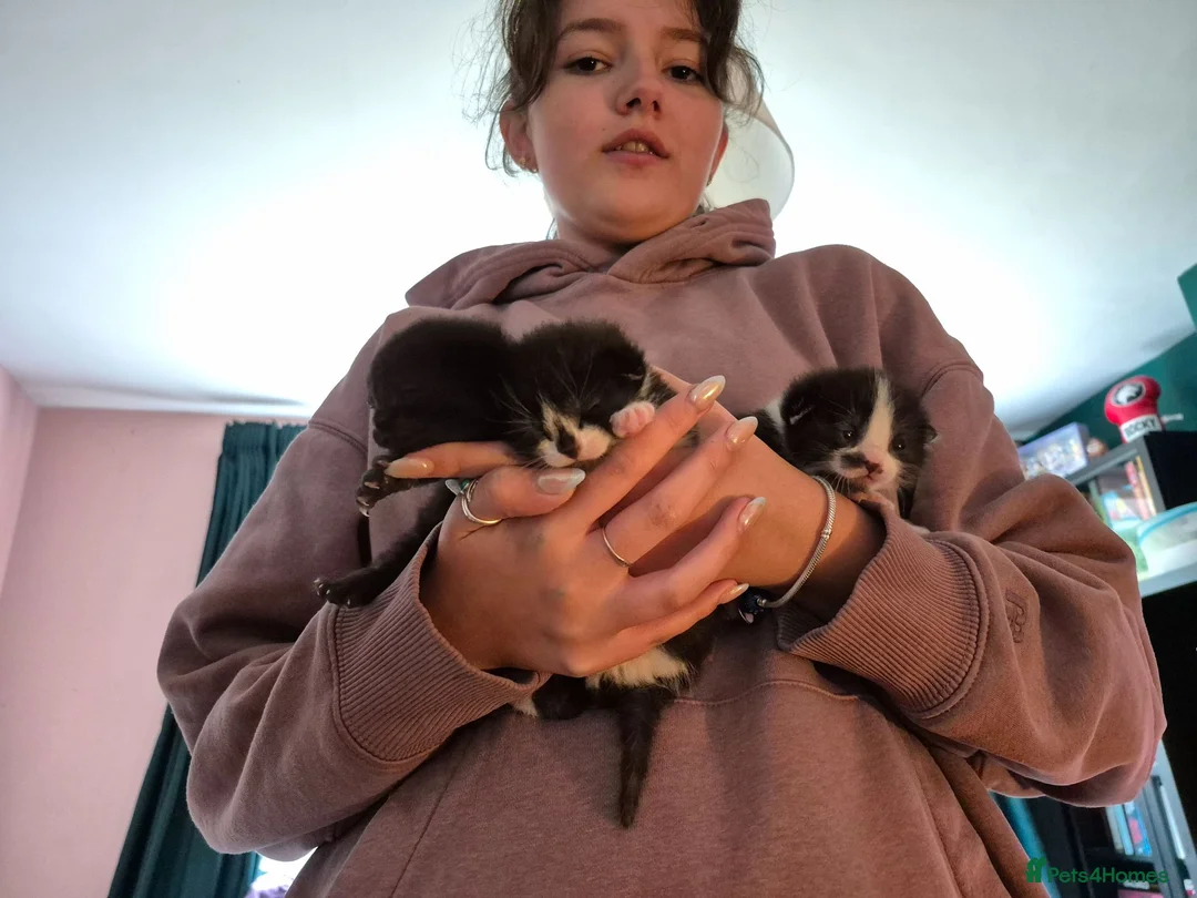 Mixed Breed cats for sale: 3 kittens looking for their new family - Advert 11