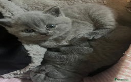 British Shorthair cats for sale: British short hair boys - Image 12