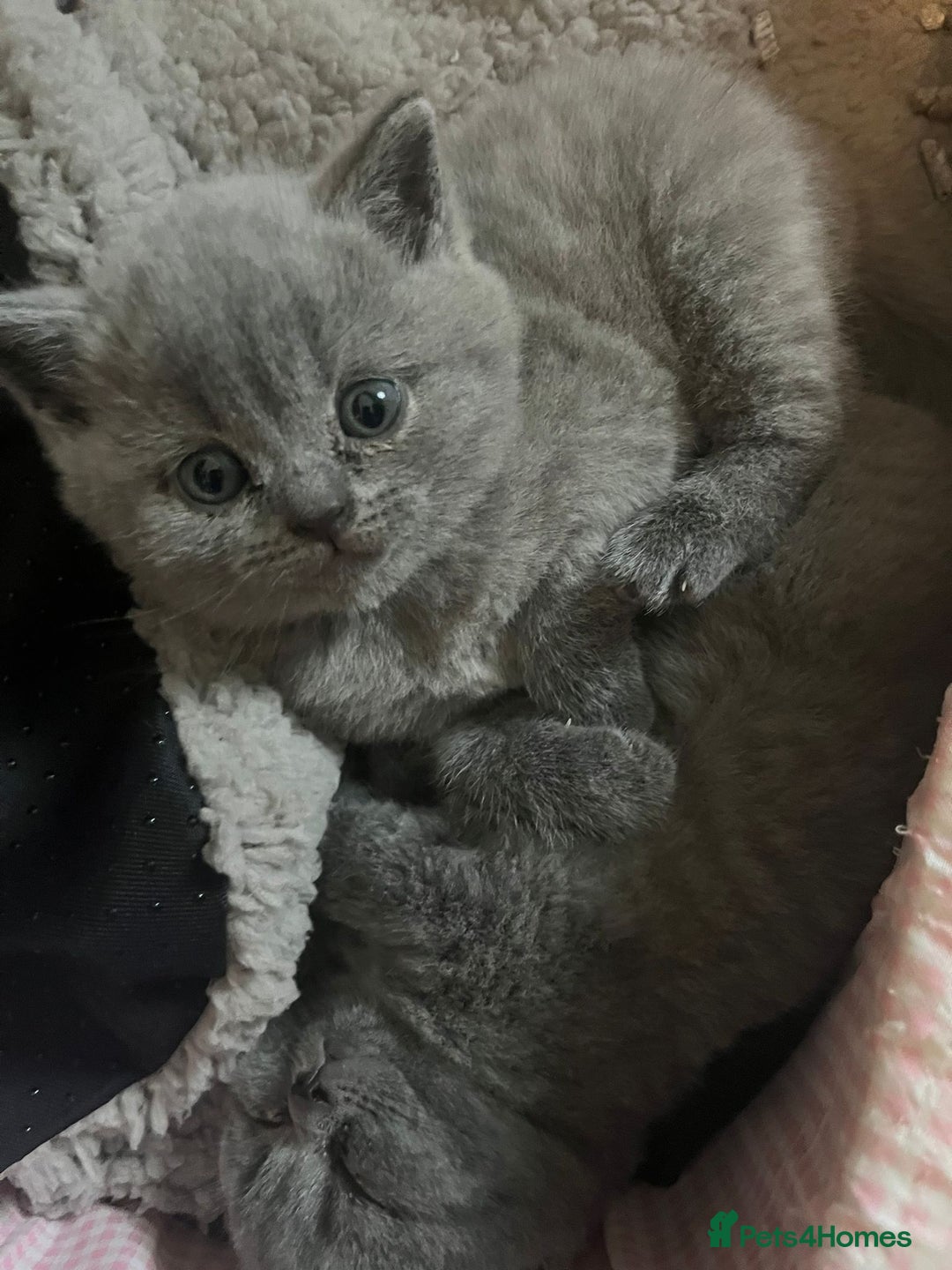 British Shorthair cats for sale: British short hair boys - Image 12