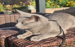 Russian Blue cats for stud: STUD ONLY Russian Blue Champion GCCF & TICA - Image 2