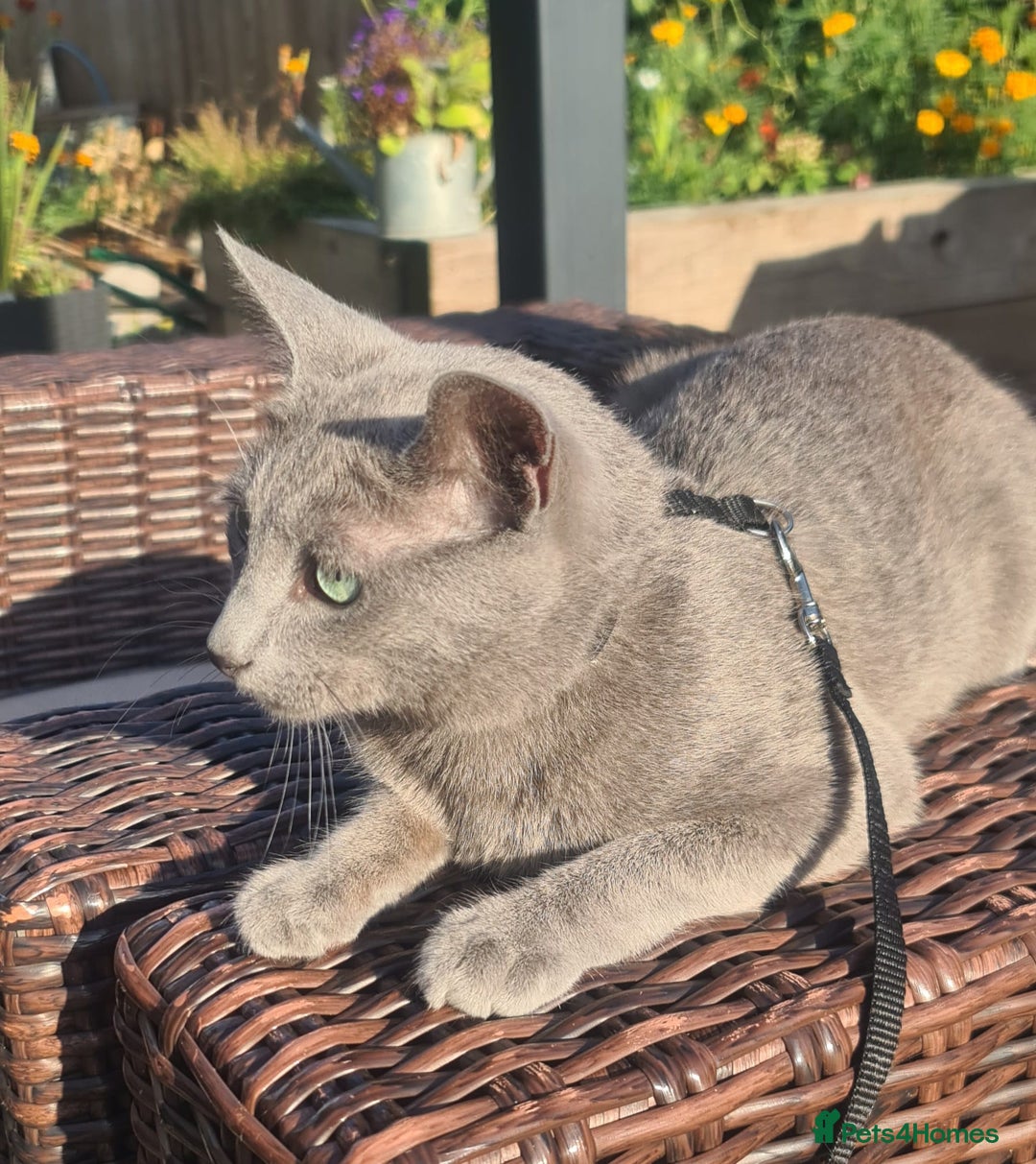 Russian Blue cats for stud: STUD ONLY Russian Blue Champion GCCF & TICA - Image 2