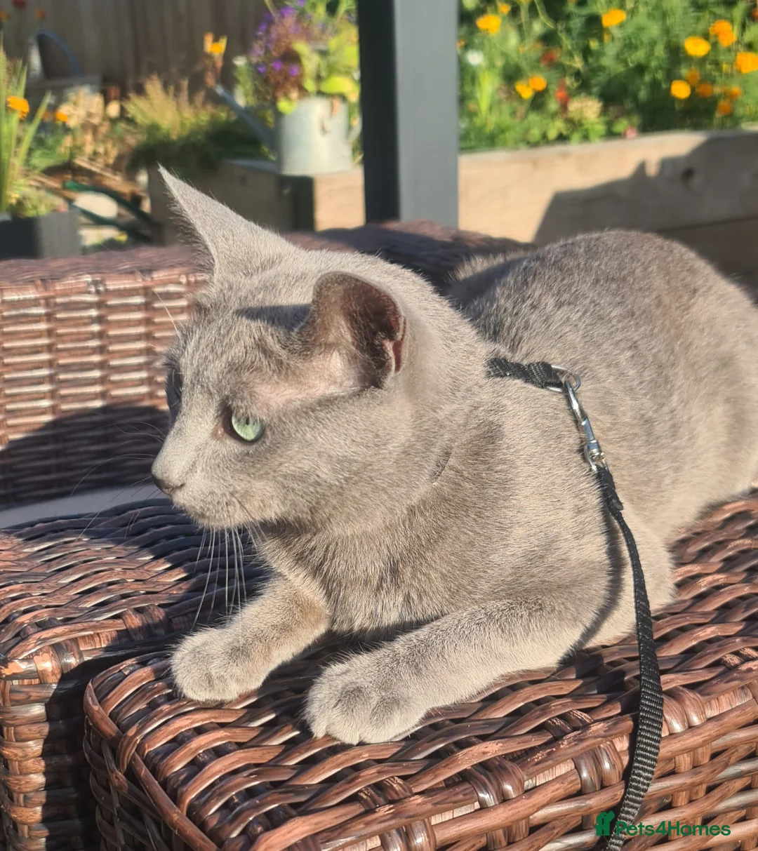 Russian Blue cats for stud: STUD Russian Blue CHAMPION GCCF & TICA - Advert 7