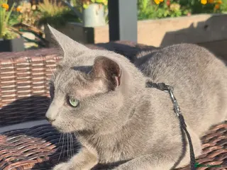 Russian Blue cats STUD Russian Blue CHAMPION GCCF & TICA - Advert 8