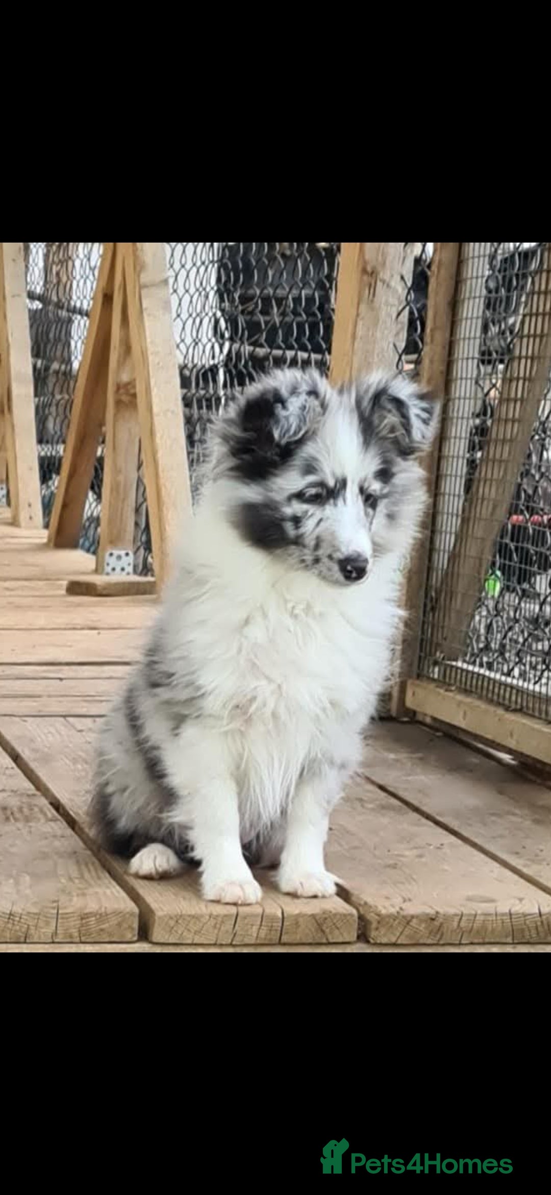 Shetland Sheepdog dogs for stud:  Bi Blue - STUD ONLY!  - Advert 2