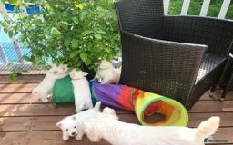 West Highland Terrier dogs for sale: Top import champion bred westies - Image 7