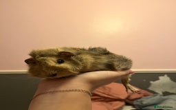 Guinea Pig rodents for sale: guinea pigs  - Image 6