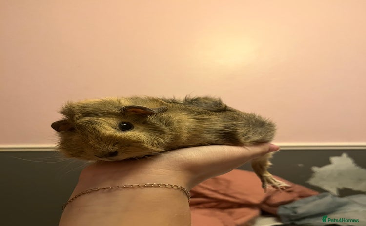 Guinea Pig rodents - Advert 16
