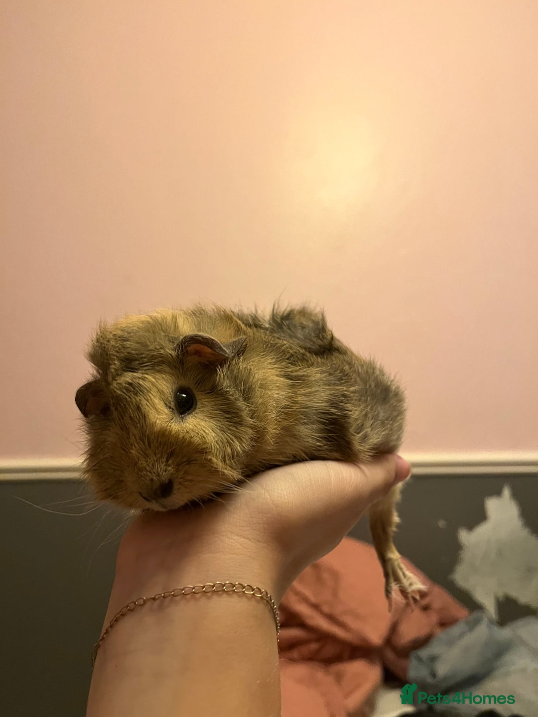 Guinea Pig rodents for sale: guinea pigs  - Image 6