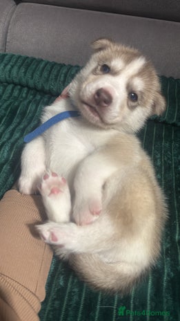 Siberian Husky dogs - Advert 10