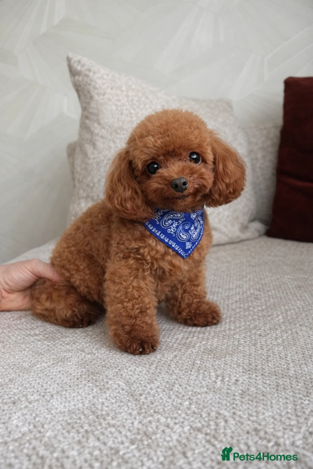 Miniature Poodle dogs for stud: Asian Toy Poodle - TEDDYCUP - Advert 2