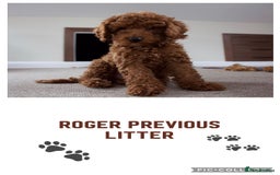 Cockapoo dogs for sale: Extensively Health Tested F1b cockerpoo Puppies  - Image 22