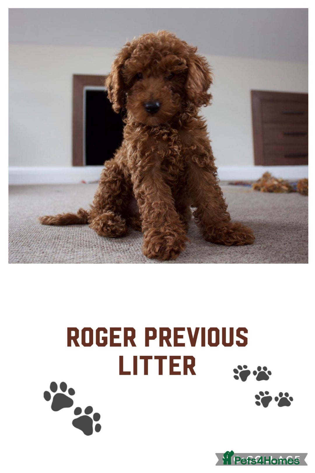 Cockapoo dogs for sale: Extensively Health Tested F1b cockerpoo Puppies  - Image 22