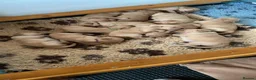 Golden Retriever dogs for sale: Golden Retriever puppies  in Saltburn-by-the-Sea - Advert 18