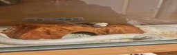 Corn Snake reptiles for sale: Female albino corn snake for sale - Advert 2