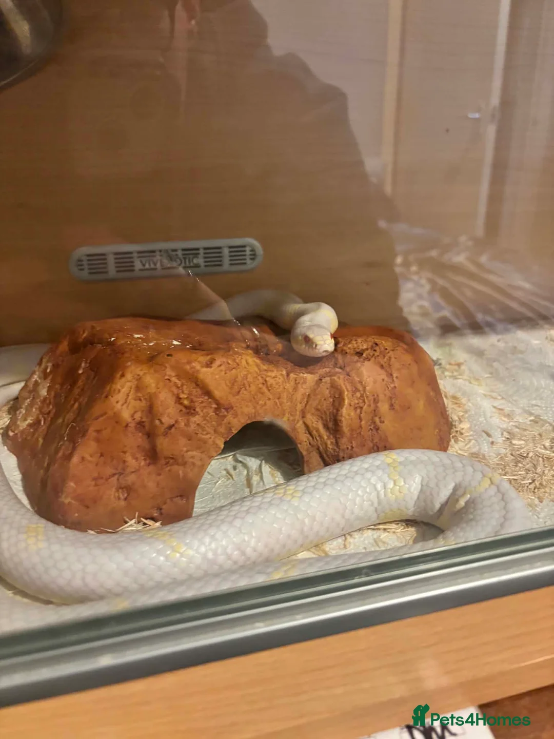 Corn Snake reptiles for sale: Female albino corn snake for sale - Advert 2